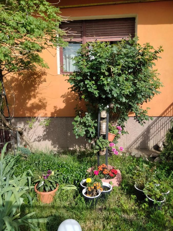 Apartament Cu Terasa La Casa Tina Timişoara Extérieur photo
